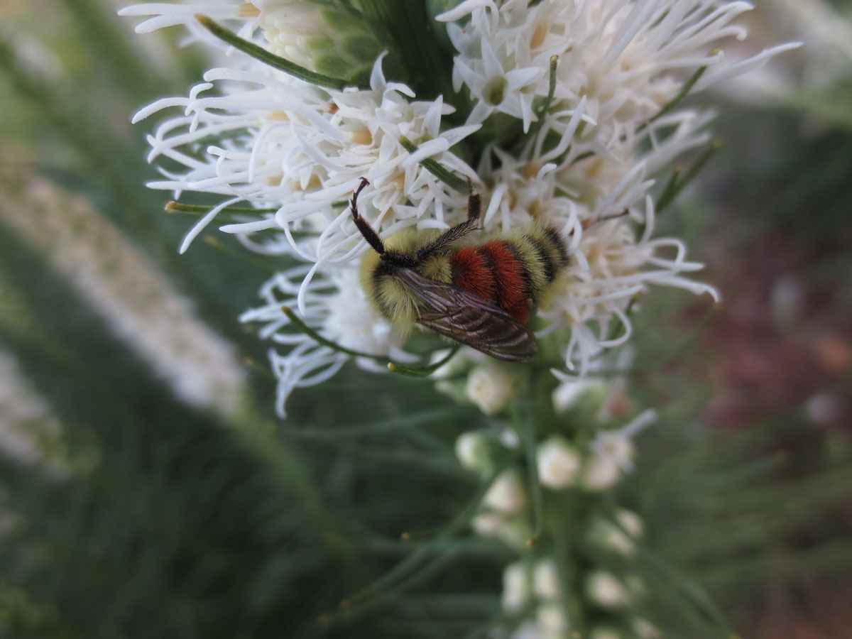 Bee smelling flower by Susan Fluegel